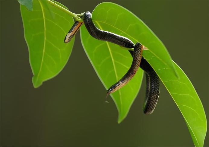 钝尾两头蛇 世界上长相最奇特的蛇