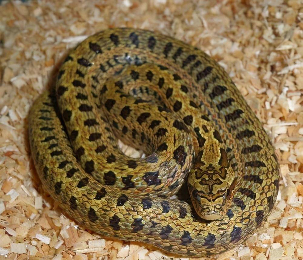 双斑锦蛇双斑锦蛇无毒蛇