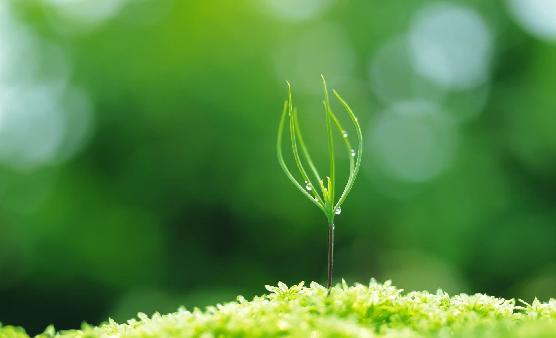 春天的诗句有哪些