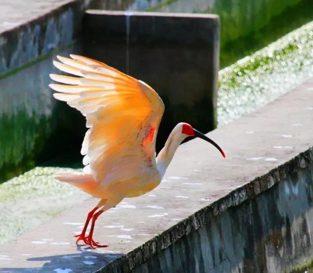 朱鹮鸟多少钱一只