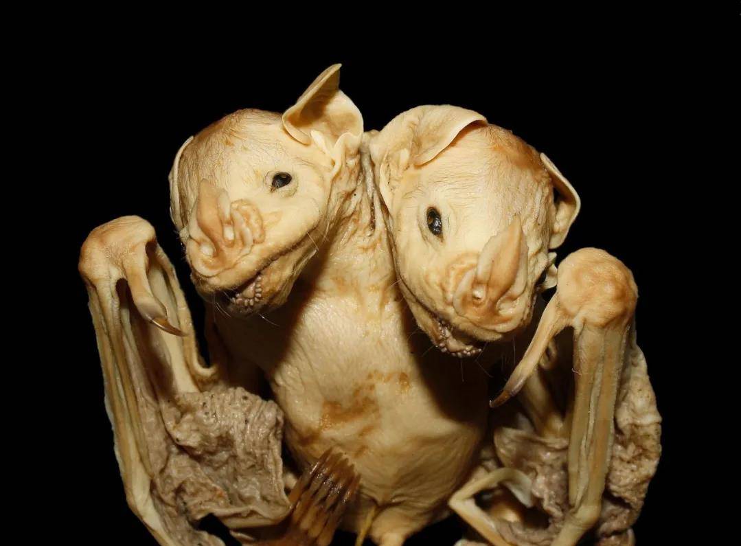 世界上最恐怖的动物