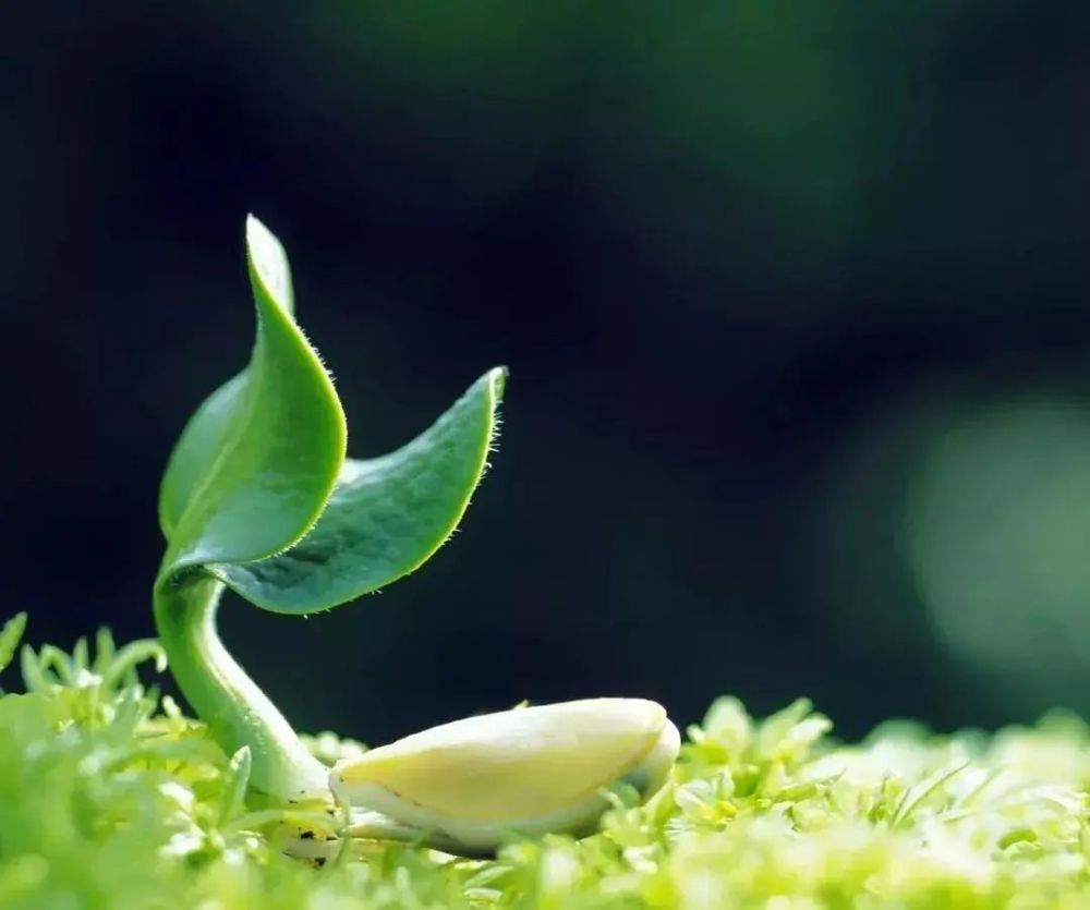 惊蛰节气的特点和风俗 惊蛰节气的风俗是什么