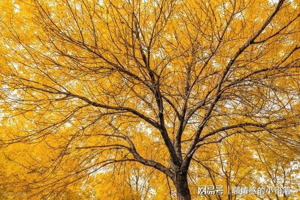 算命的成语-形容算命人的成语 算命的成语-形容算命人的成语